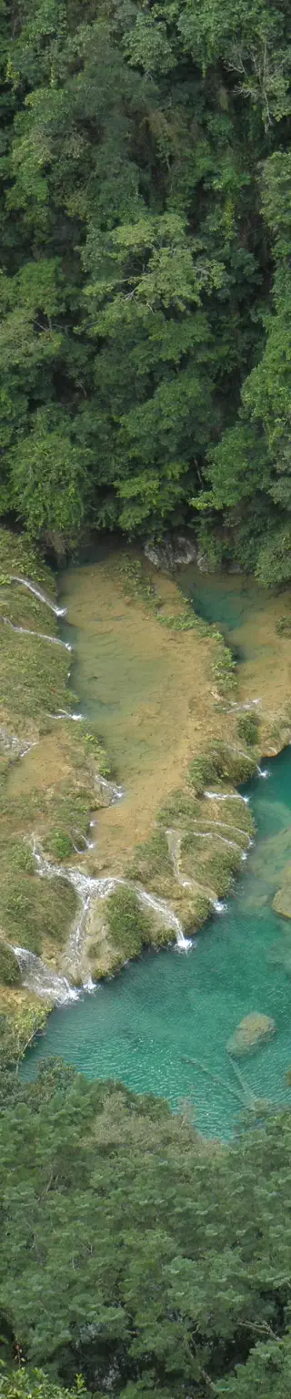 Im türkisfarbenen Wasser von Semuc Champey schwimmen gehen